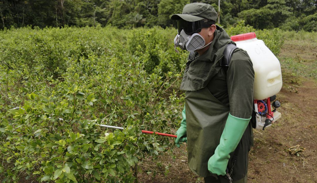Erradicación de cultivos ilícitos