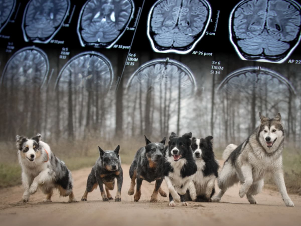 Estas son las razas de perros con mayor riesgo a desarrollar epilepsia, según estudio