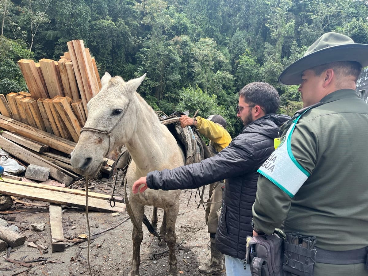 Denuncian presunto maltrato animal en predios privados en Río Blanco en Manizales