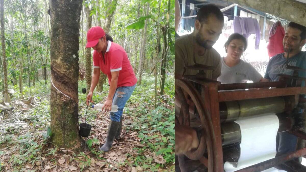 Caucho natural de El Doncello, otro emprendimiento en Caquetá