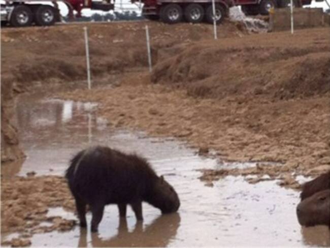 En carrotanques llega agua para los animales de Casanare