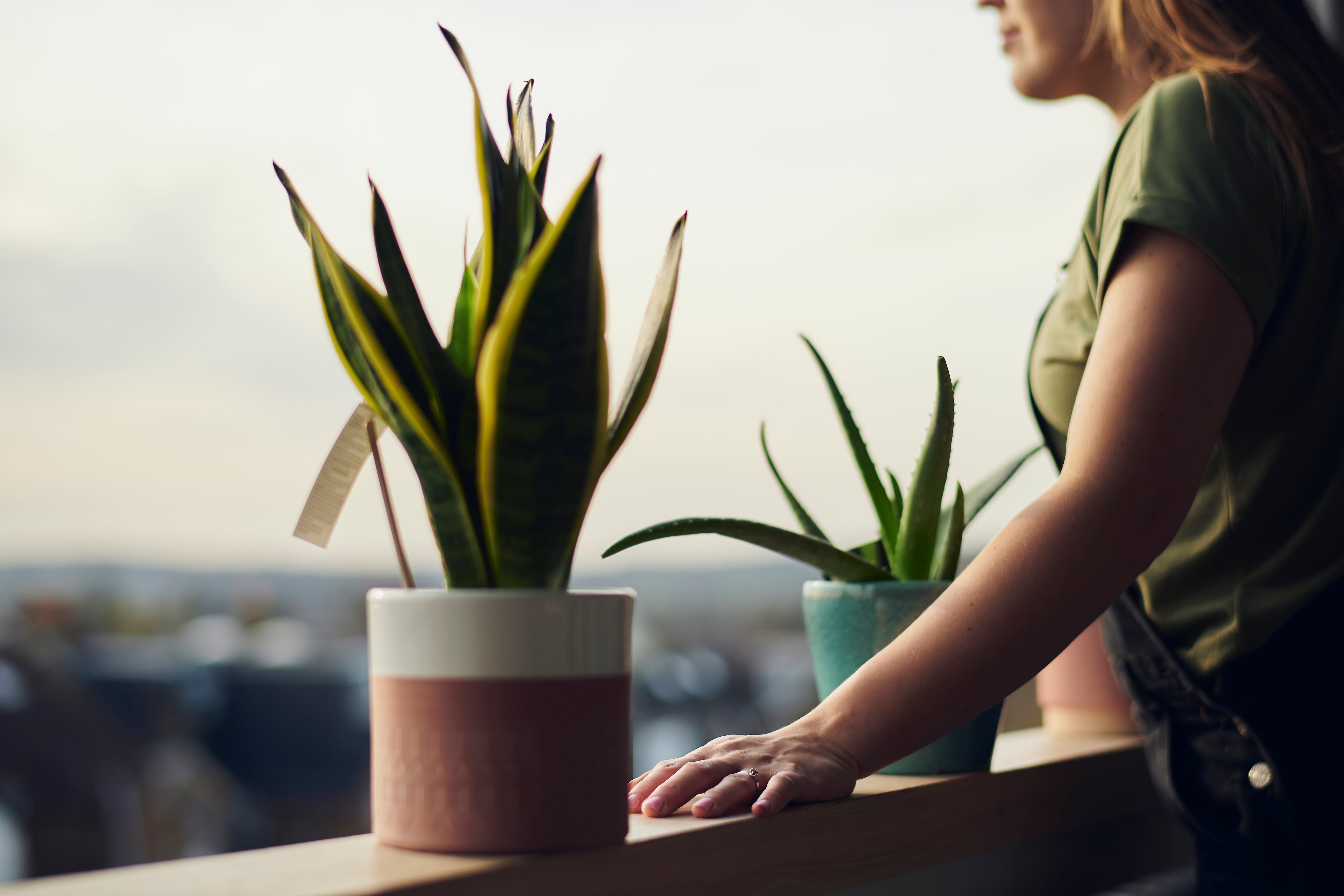 Imagen de referencia a planta de lengua de suegra/ Getty Images
