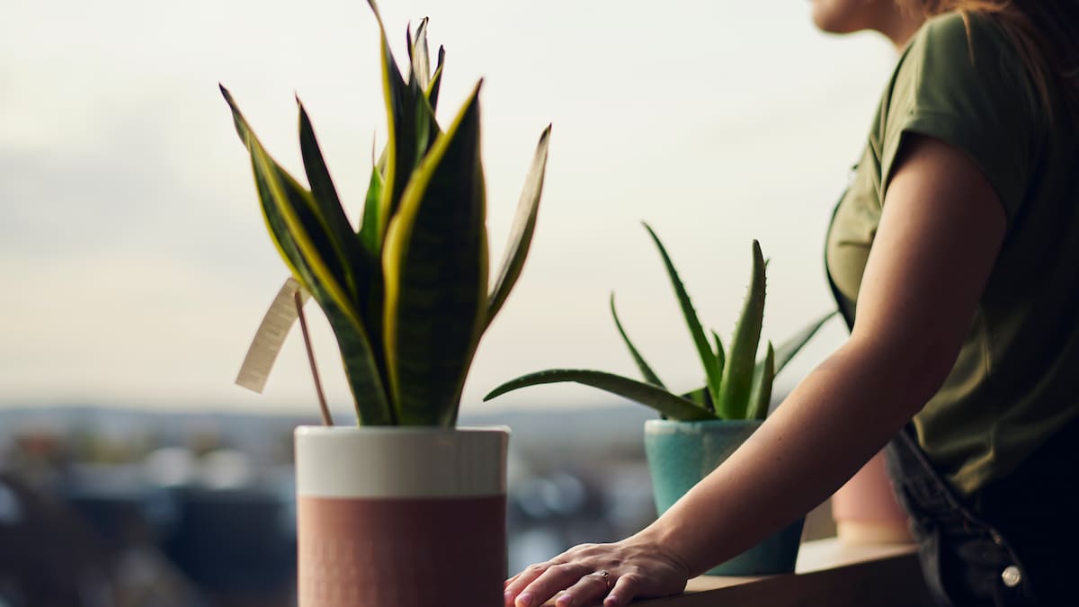 Cuando la lengua de suegra florece, se anuncia algo muy positivo ¿Cómo estimular la floración?
