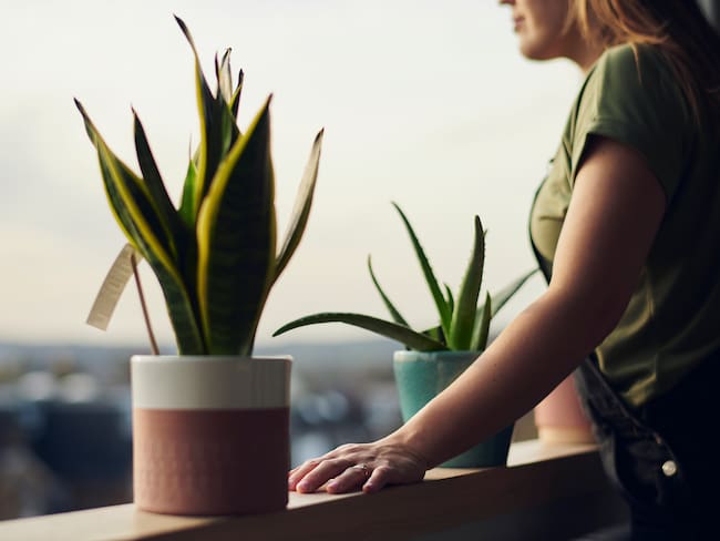 Imagen de referencia a planta de lengua de suegra/ Getty Images