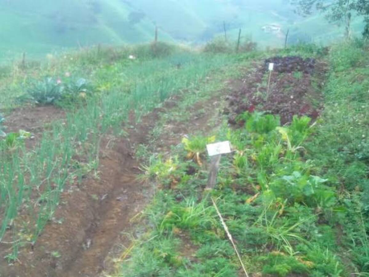 20 mil hectáreas de cultivos en Antioquia afectadas por el fenómeno de El Niño