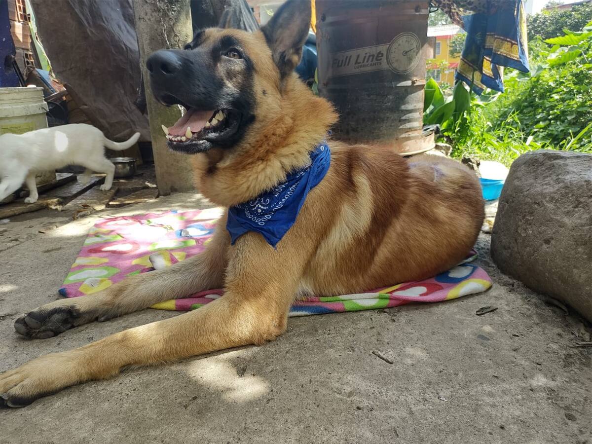 Max el perrito agredido a machete por comerse unas gallinas en Fresno, Tolima