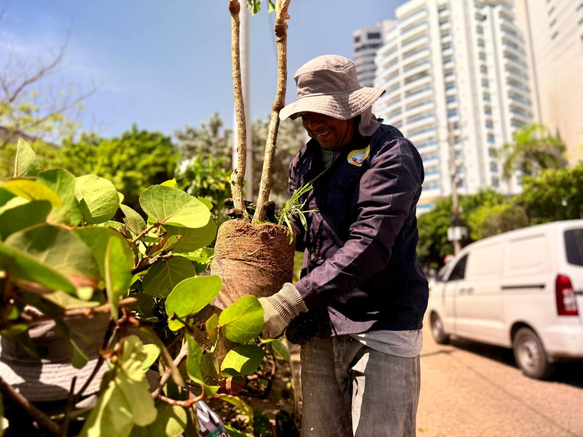110 nuevos árboles transformarán el separador vial de Bocagrande