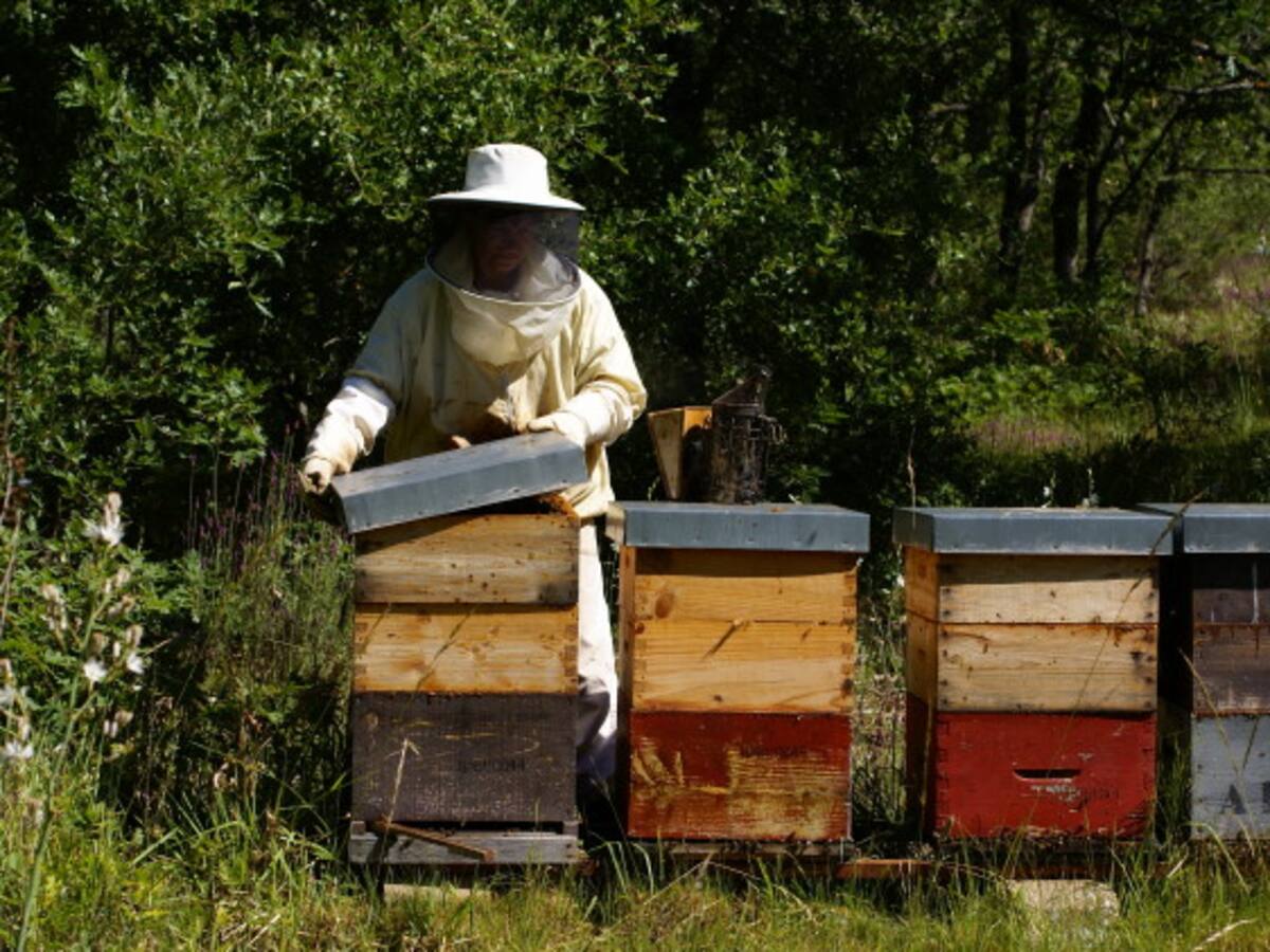 Preocupados se encuentran apicultores del Huila por los cambios climáticos