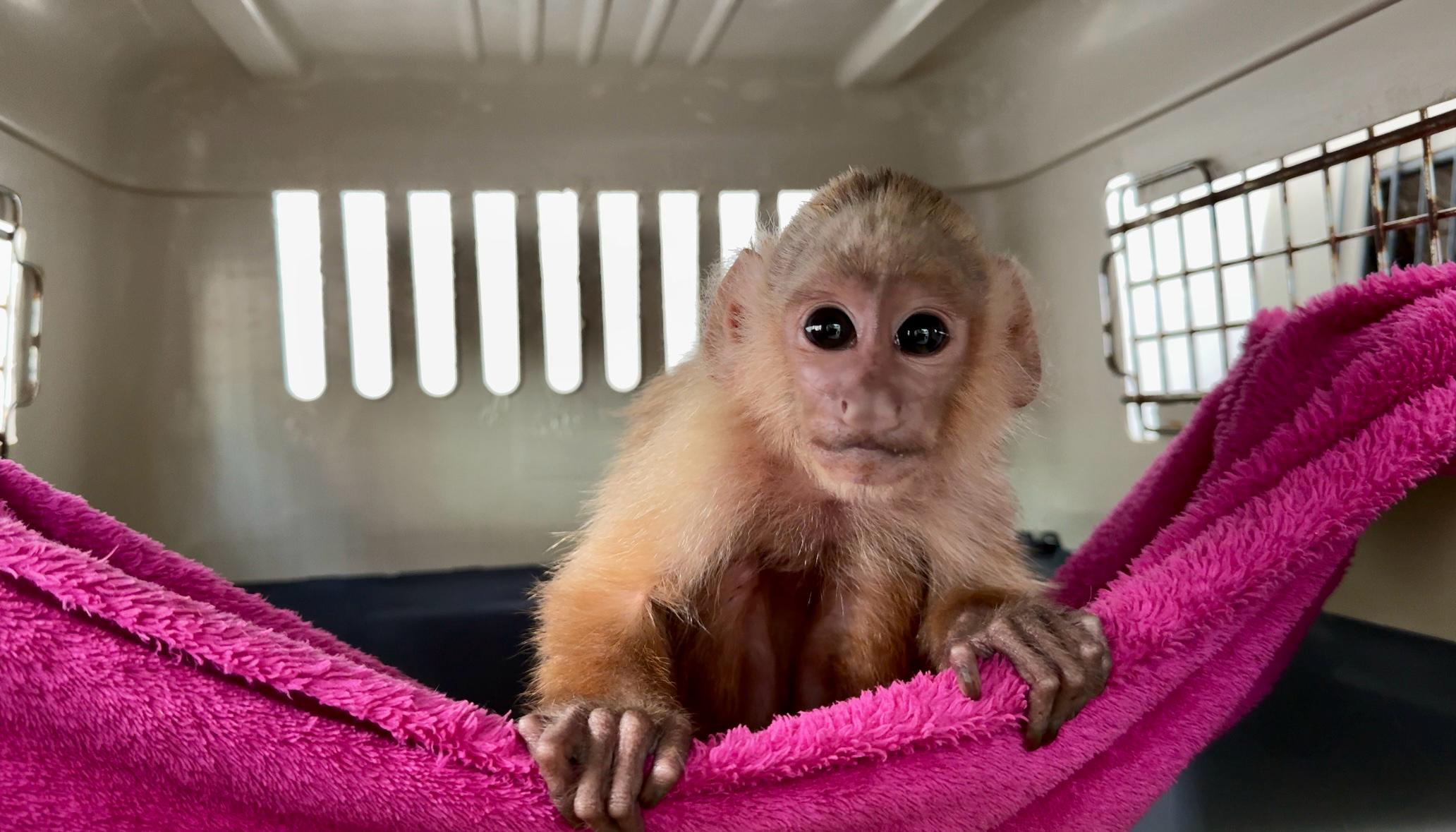 Mono cariblanco rescatado. Foto: Área Metropolitana del Valle de Aburrá.