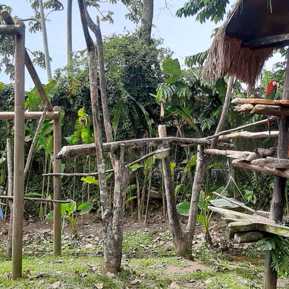 200 guacamayas recuperadas por la Carder serán devueltas a su hábitat natural