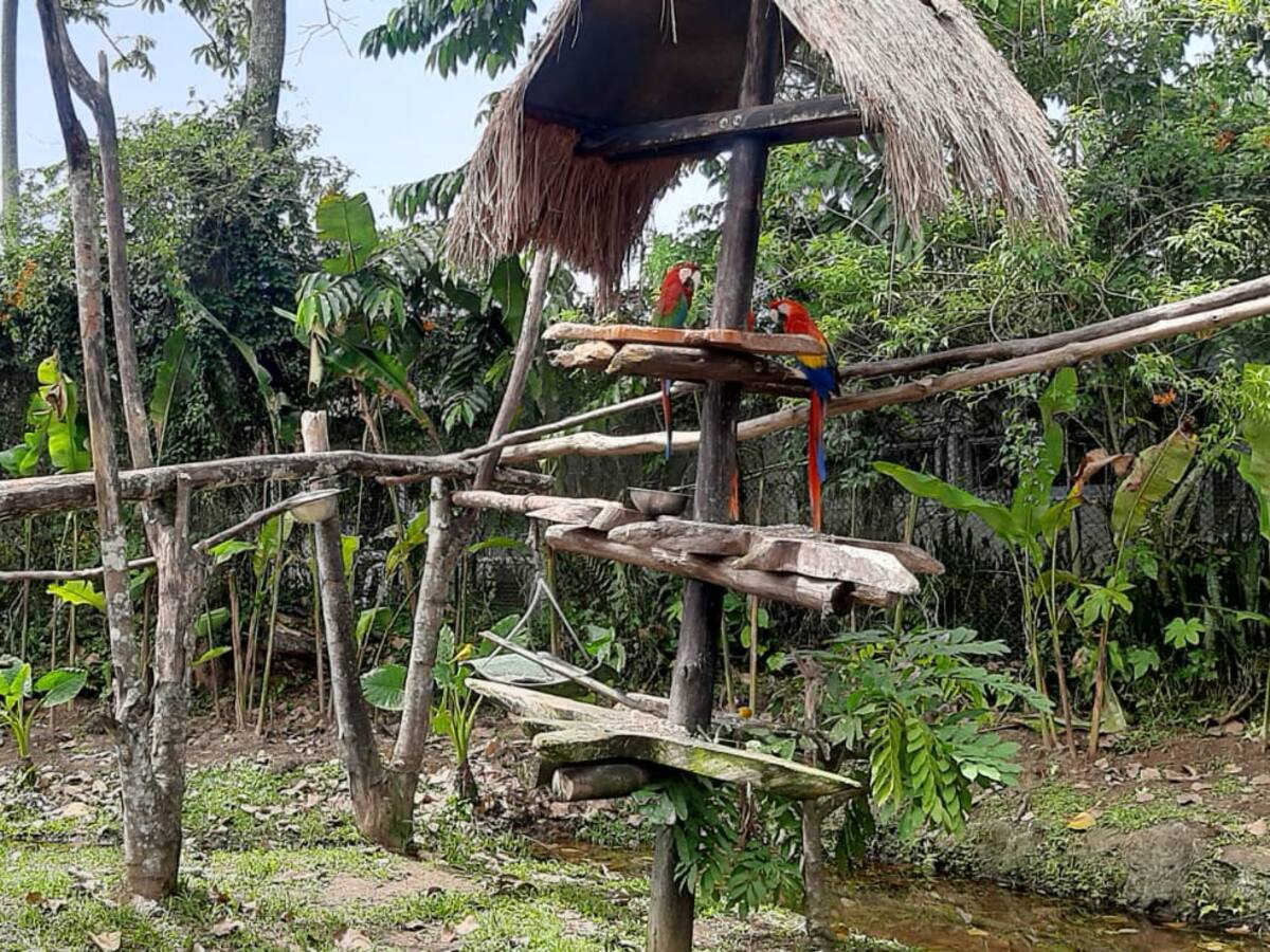 200 guacamayas recuperadas por la Carder serán devueltas a su hábitat natural