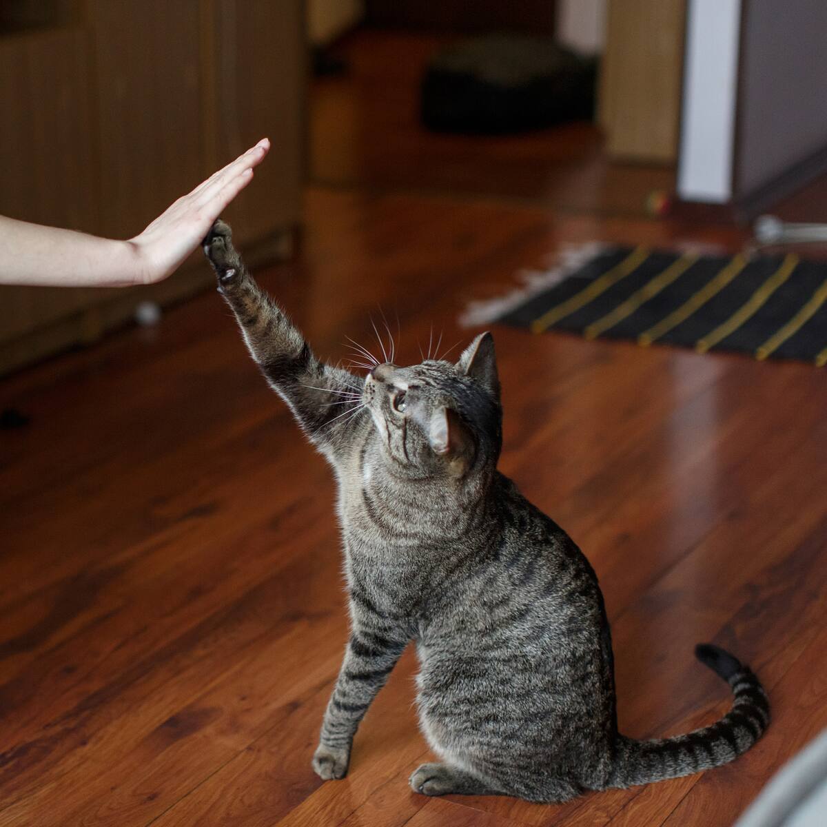 Estas son las razas de gatos que más recomiendan para vivir en apartamentos