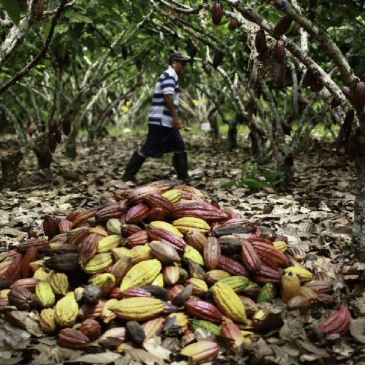 La guerra en Ucrania y el invierno provocan caida de la producción de cacao