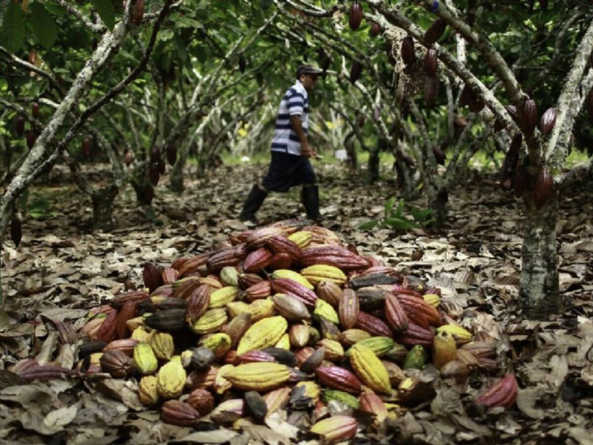 La guerra en Ucrania y el invierno provocan caida de la producción de cacao