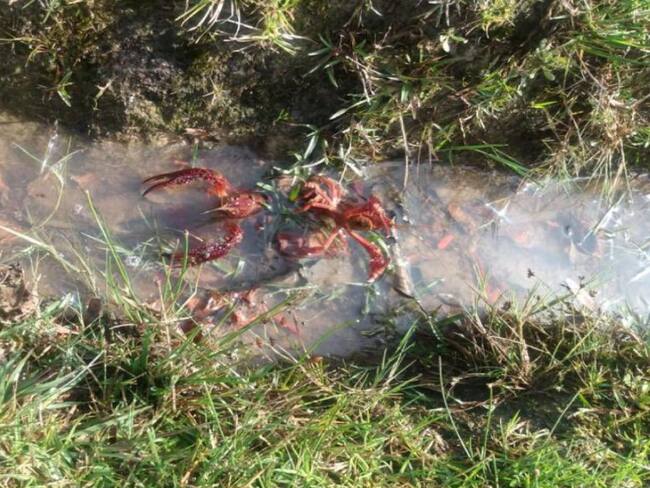 Langostas que invaden parques de la ciudad no son aptas para consumo humano