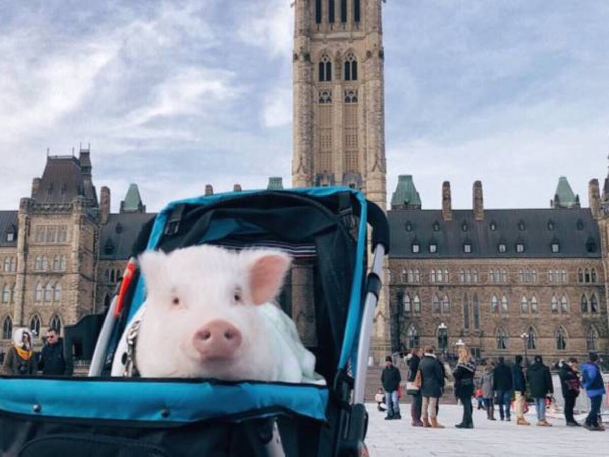 Christopher, el cerdo que viaja por el mundo
