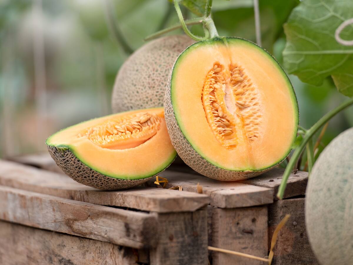 Maicao, en La Guajira, fortalece sus cultivos de Melón