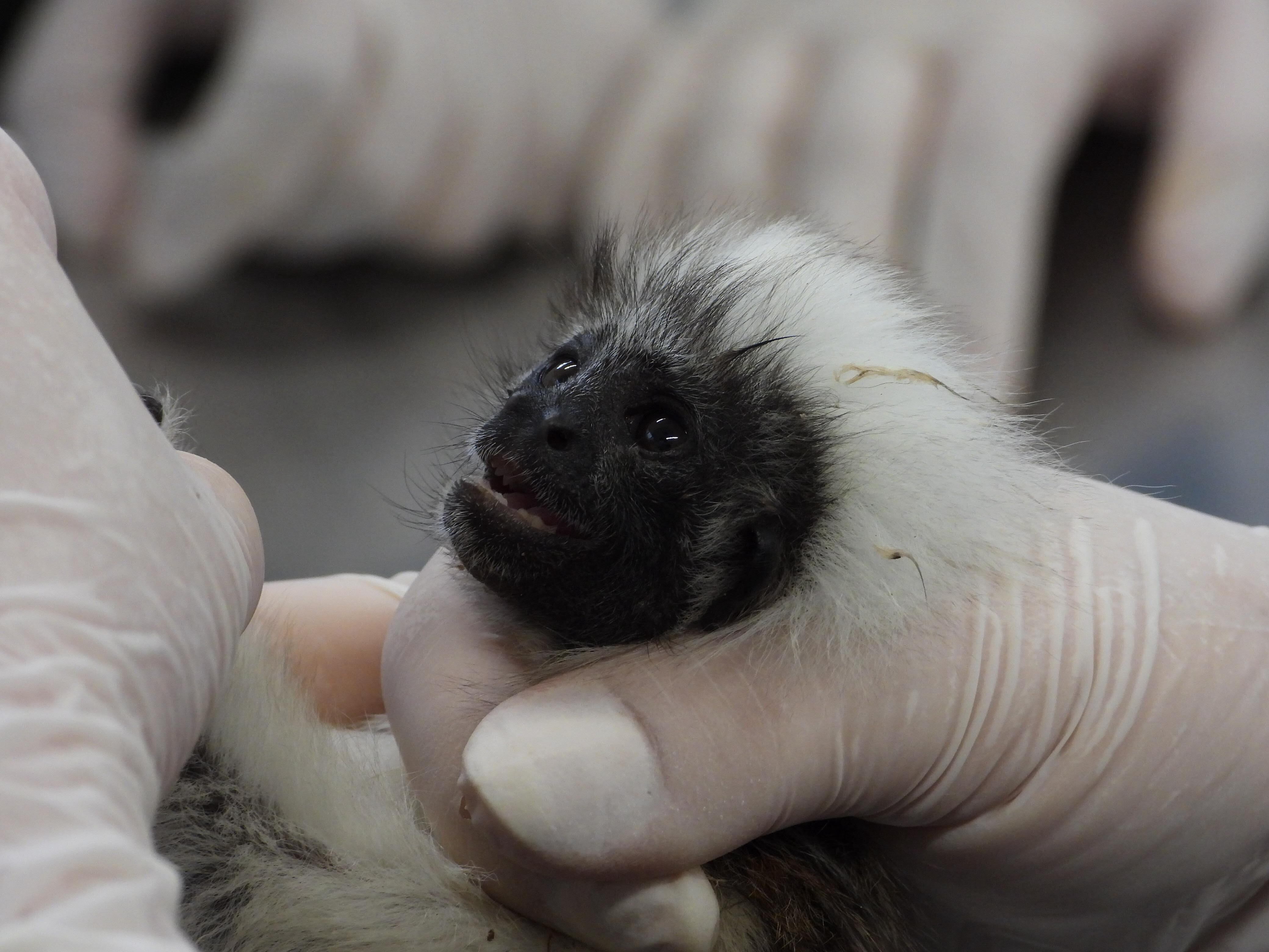 Los primates rescatados llegan en condiciones preocupantes, evidenciando los efectos del cautiverio. Foto: Área Metropolitana.
