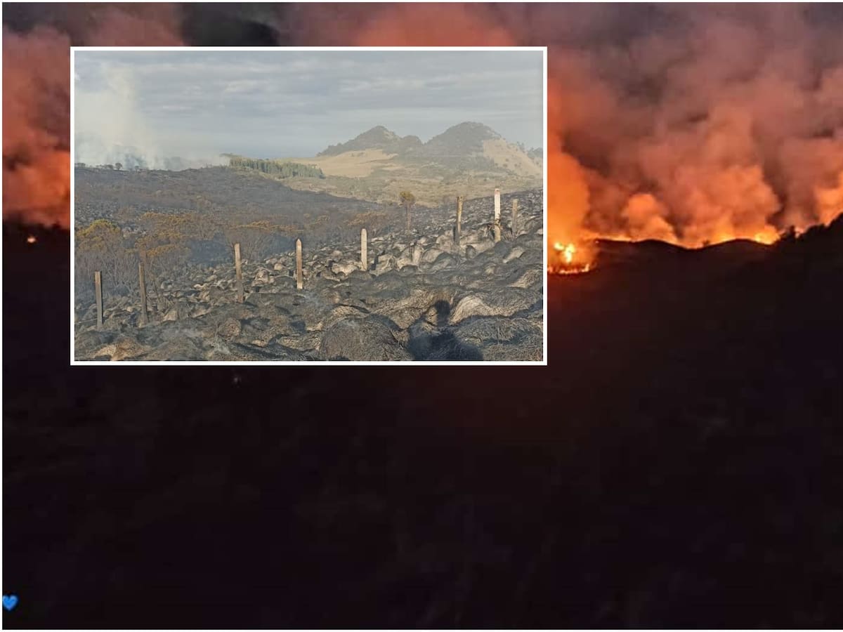 Incendio forestal consume la reserva forestal El Toro en el Parque Natural de los Nevados
