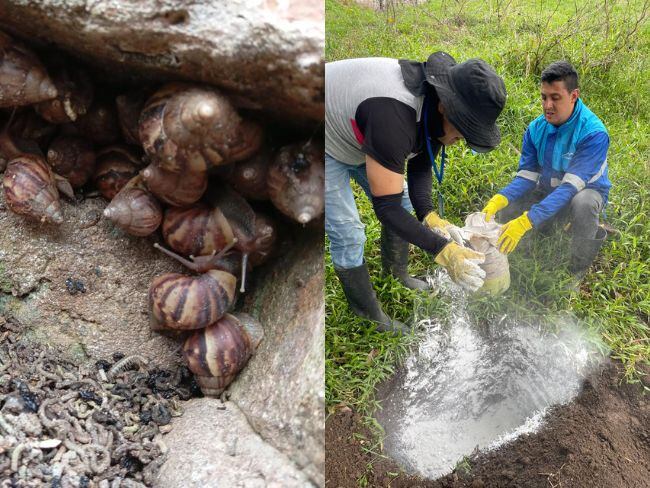 La aparición del caracol gigante africano se registra en la zona rural de Filadelfia, Caldas. Fotos suministradas.