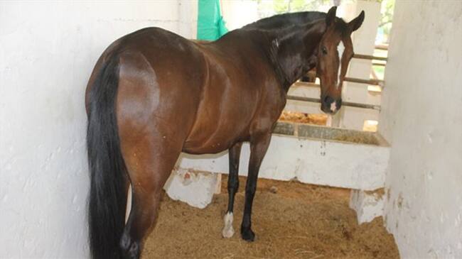 Las autoridades anunciaron la cuarentena de este ejemplar que ya está siendo tratado con antibióticos. Foto: ICA