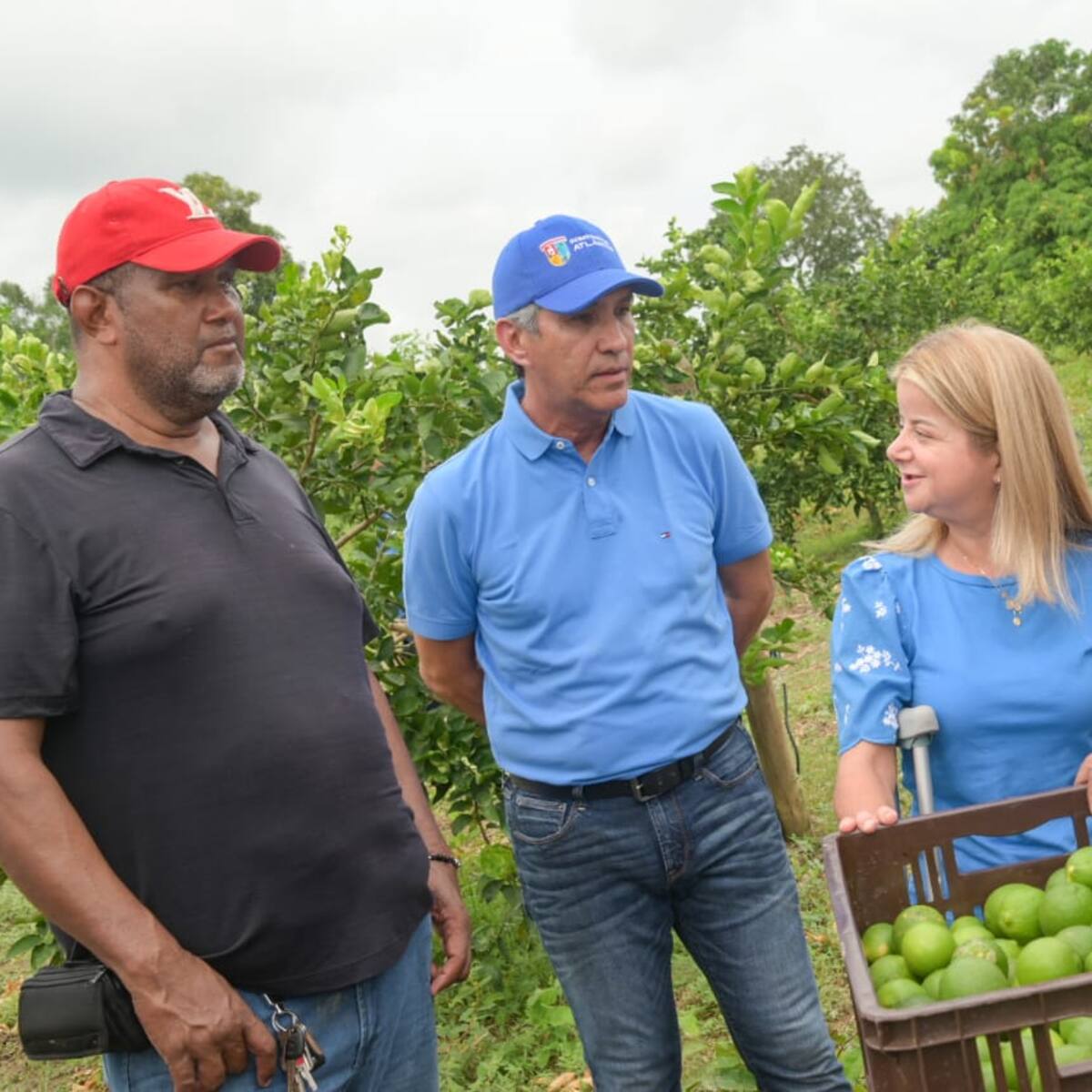 Repelón, a toda marcha con recolección de cosecha de limón tahití