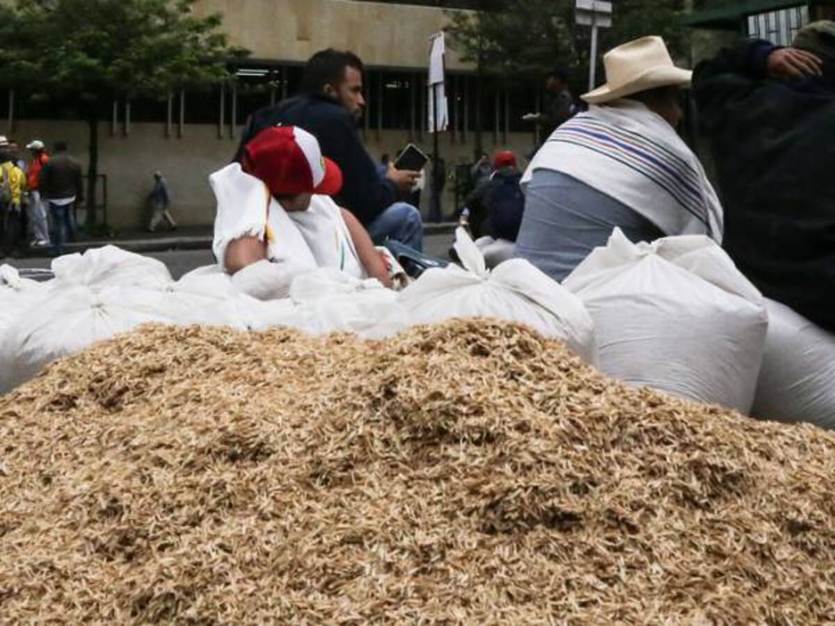 Se suspende paro arrocero en el Tolima