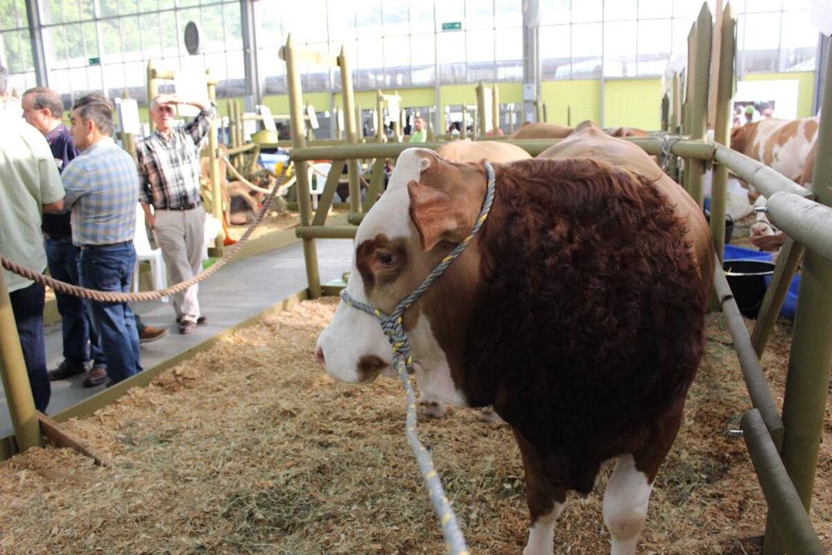 Expocolanta: la feria de la ganadería, porcicultura y la leche en Plaza Mayor.