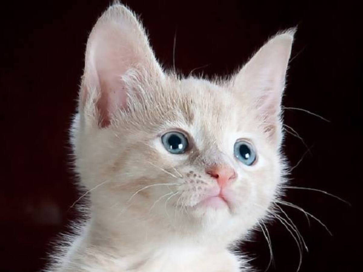 Viral: La reacción de estos gatos minutos antes de un temblor