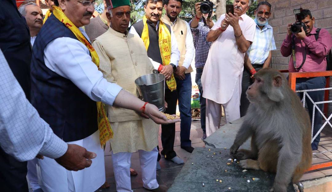 Convivencia entre monos y la población en India.                Foto: Getty 