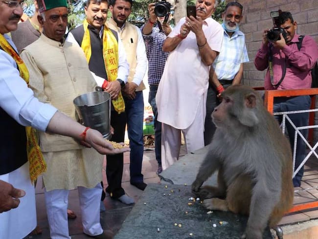 Convivencia entre monos y la población en India.                Foto: Getty 