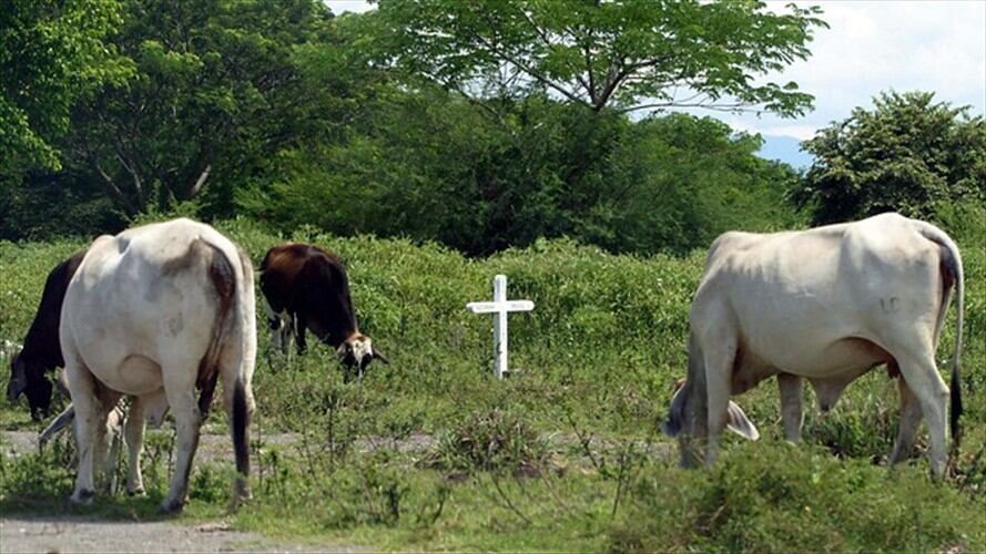 Gobierno confirmó que en Arauca de nuevo aprehendieron y sacrificaron animales con aftosa. Foto: Colprensa