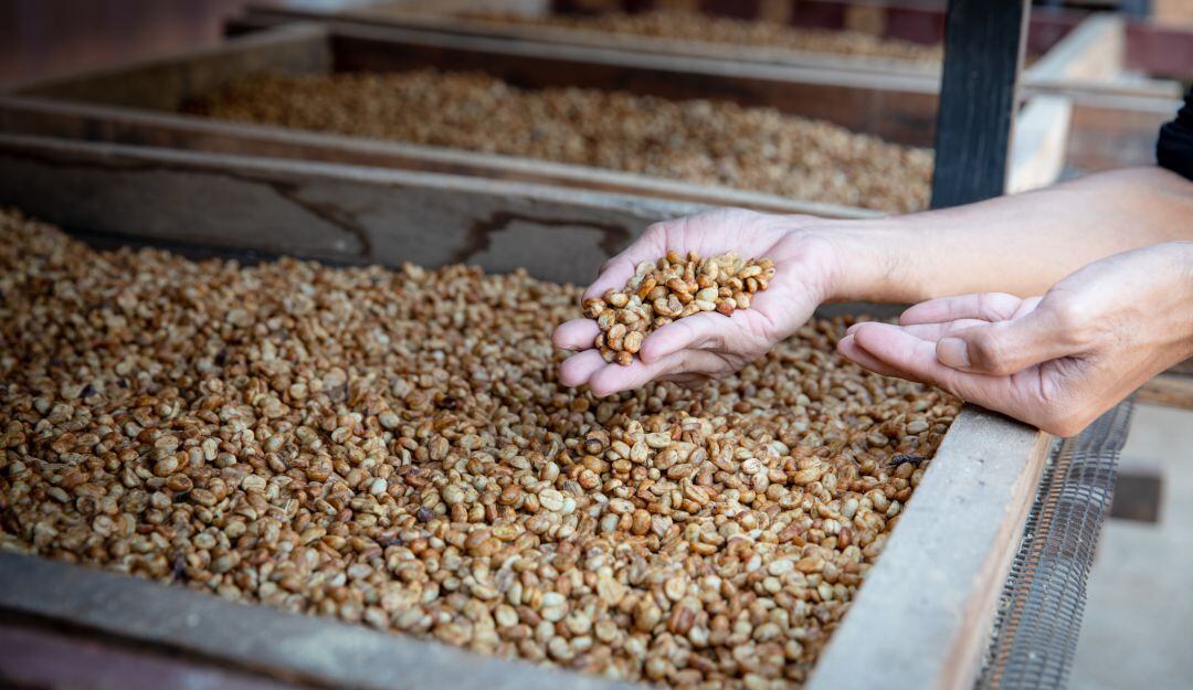 Proceso del café. Imagen de referencia