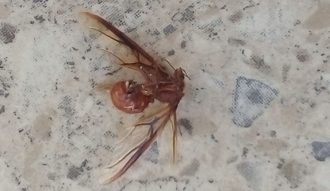 Residentes de barrios como La Troncal, Villa Fanny, Nelson Mandela, El Socorro, Marbella, entre otros vieron estos animales muertos en sus terrazas