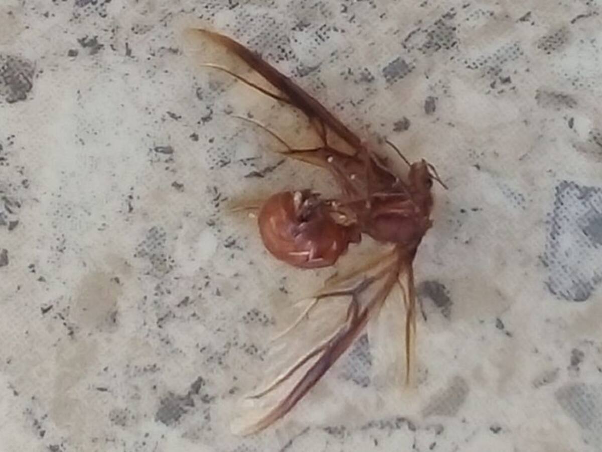 Reportan extraña aparición de insectos muertos en barrios de Cartagena