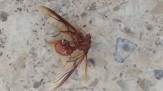 Residentes de barrios como La Troncal, Villa Fanny, Nelson Mandela, El Socorro, Marbella, entre otros vieron estos animales muertos en sus terrazas