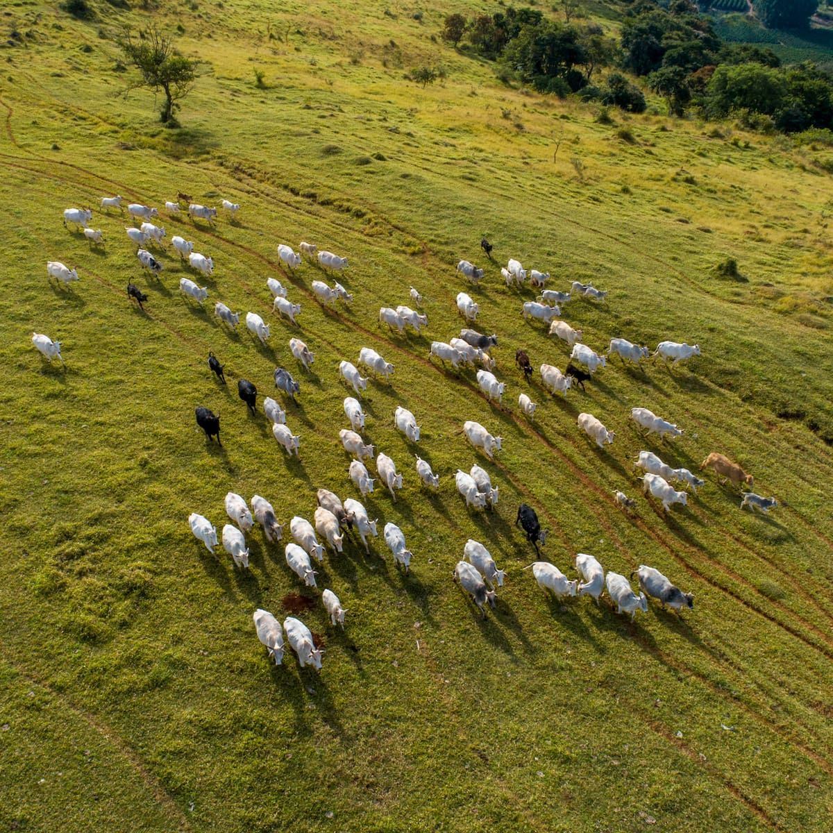 Ganaderos de Huila inician 2026 con clima favorable en norte y dificultades en sur del departamento