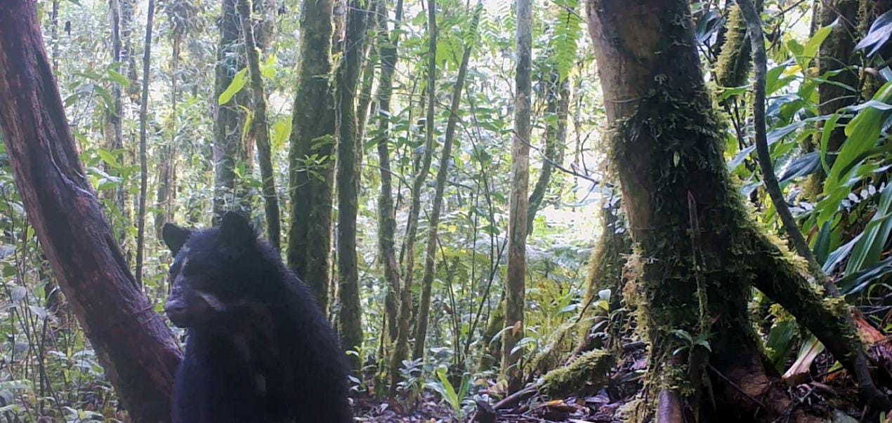 En el Huila se avisto por primera vez una osa junto a su cría