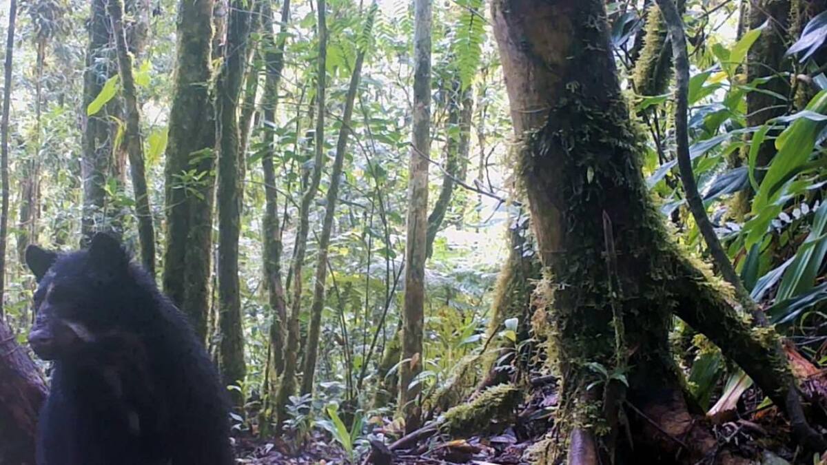 En el Huila se avisto por primera vez una osa junto a su cría