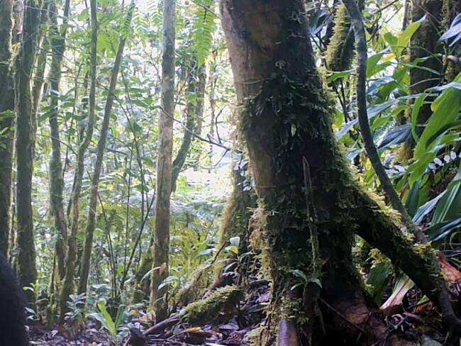 En el Huila se avisto por primera vez una osa junto a su cría