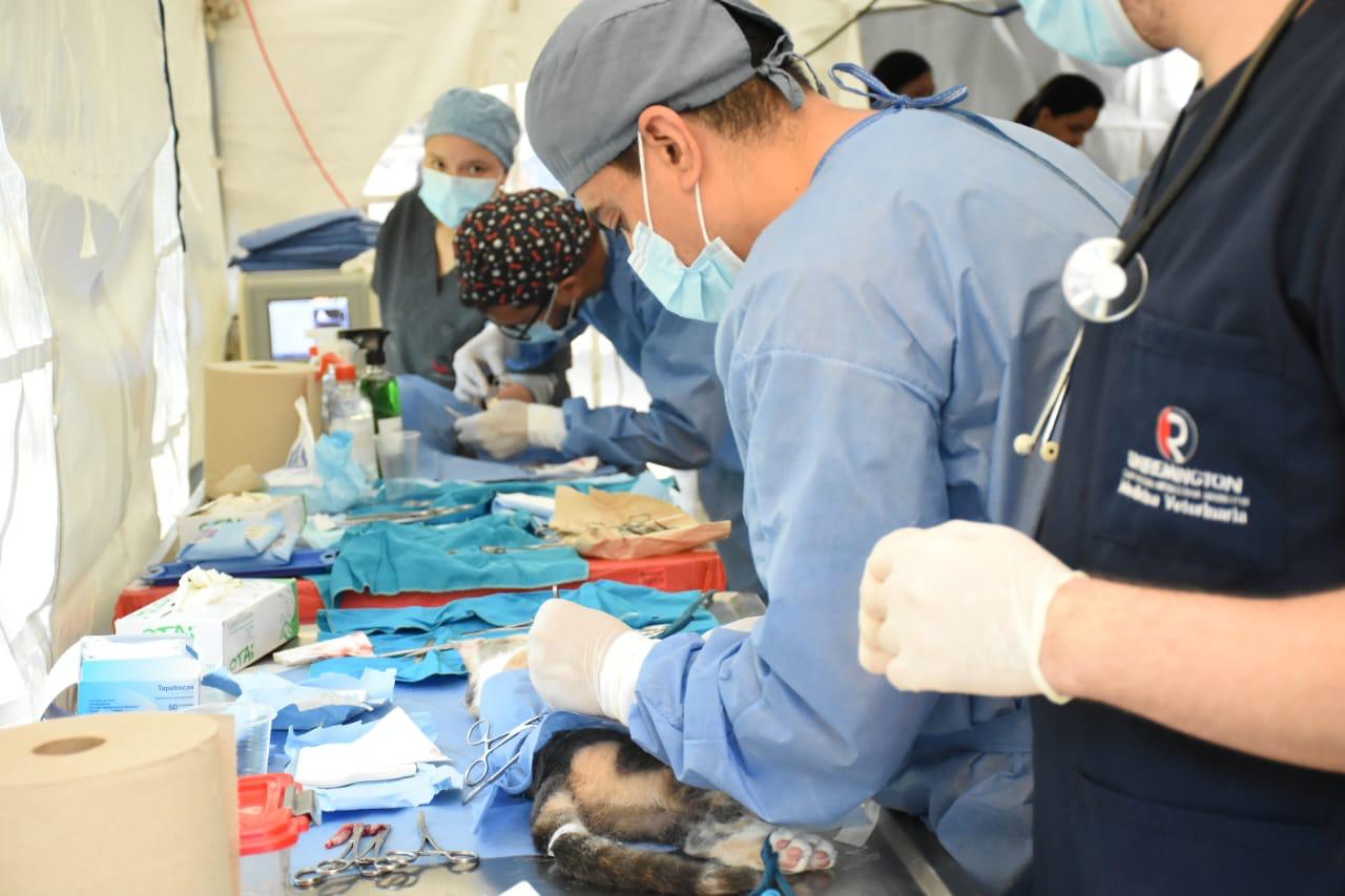 Cuidado animal en Itagüí. Foto: Cortesía: Alcaldía de Itagüí.