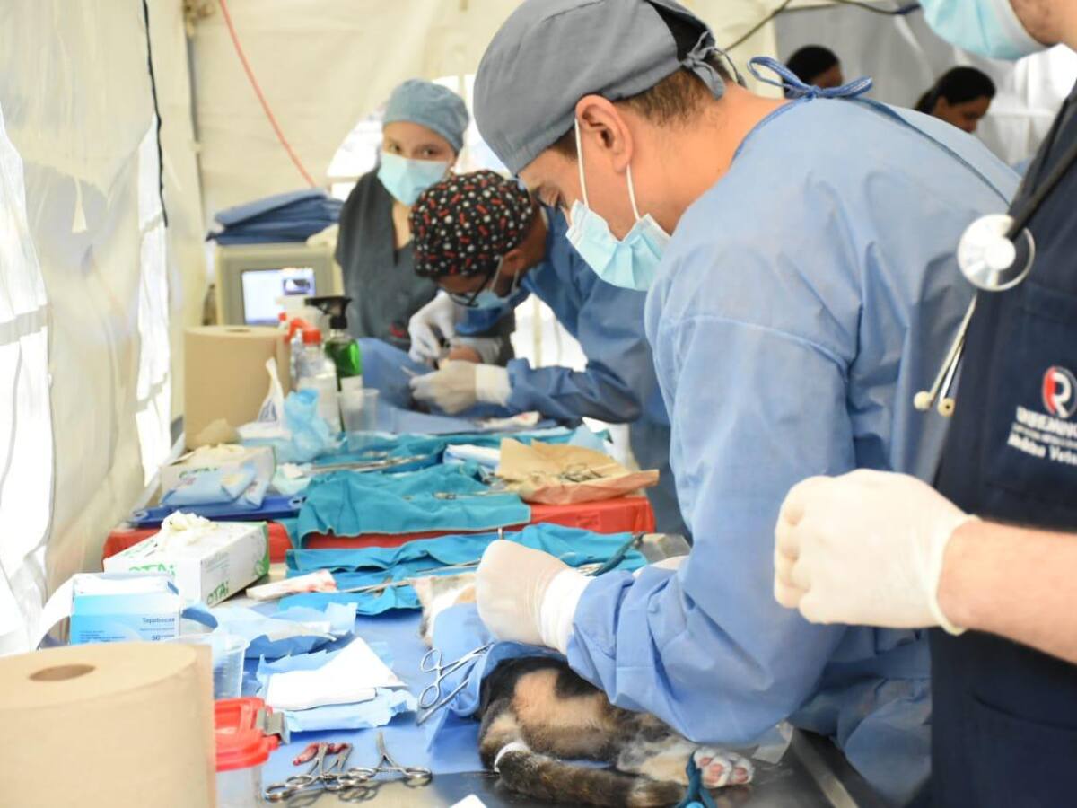 Para proteger las mascotas, Itagüí estrena subsecretaría de bienestar animal