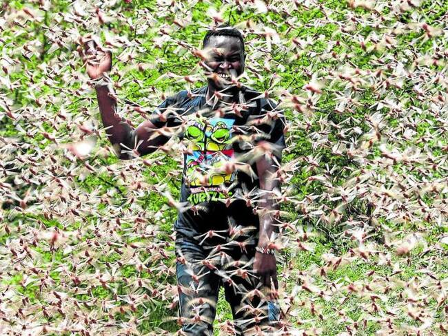Imagen de la plaga de langostas que devora cultivos en África y pone en riesgo a los habitantes.