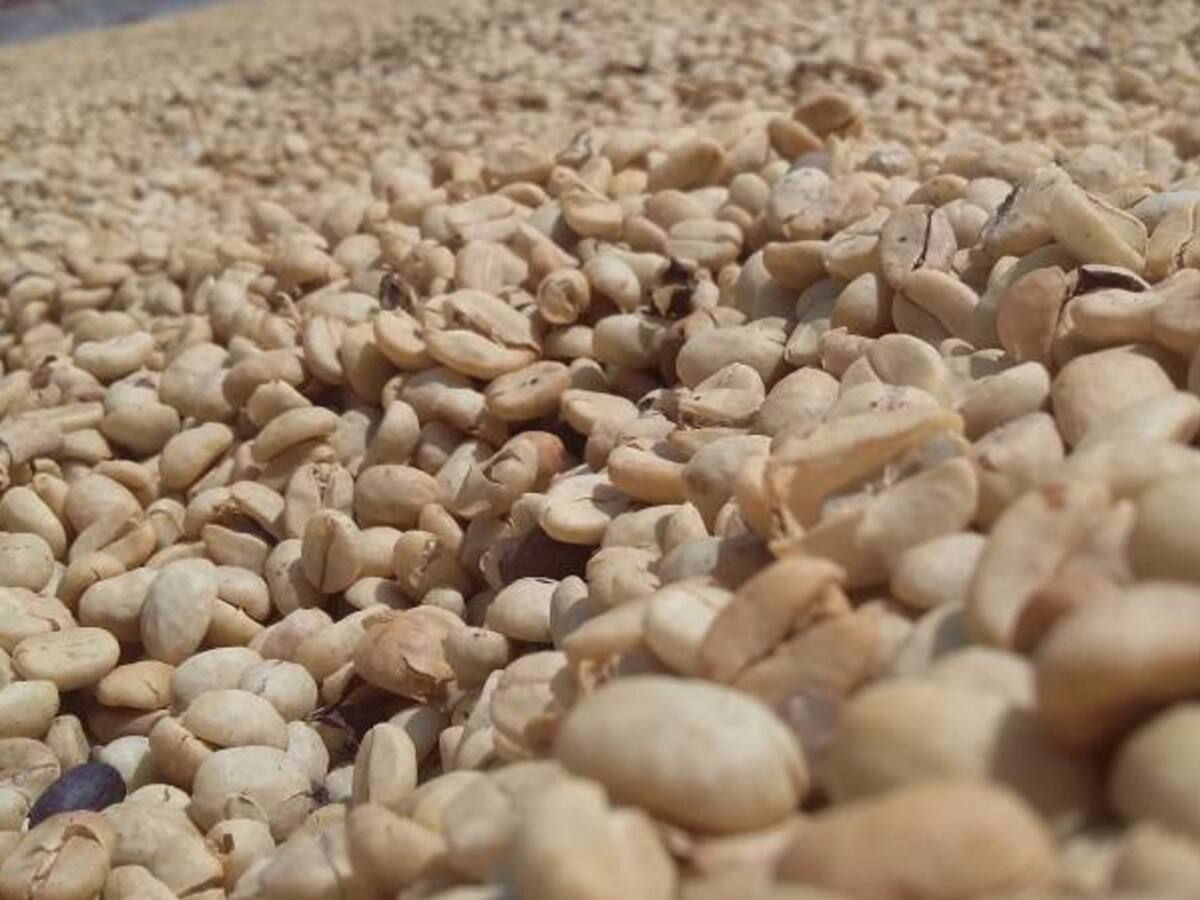 Cafeteros del Quindío aseguran que la broca va a afectar la próxima cosecha