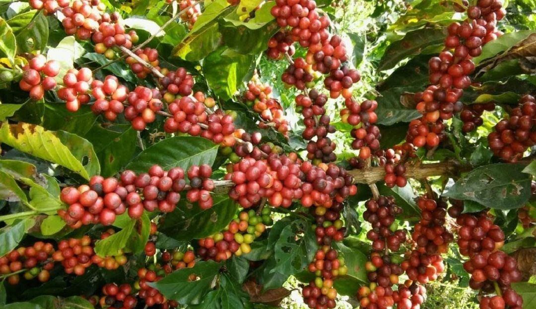 Caficultura caldense