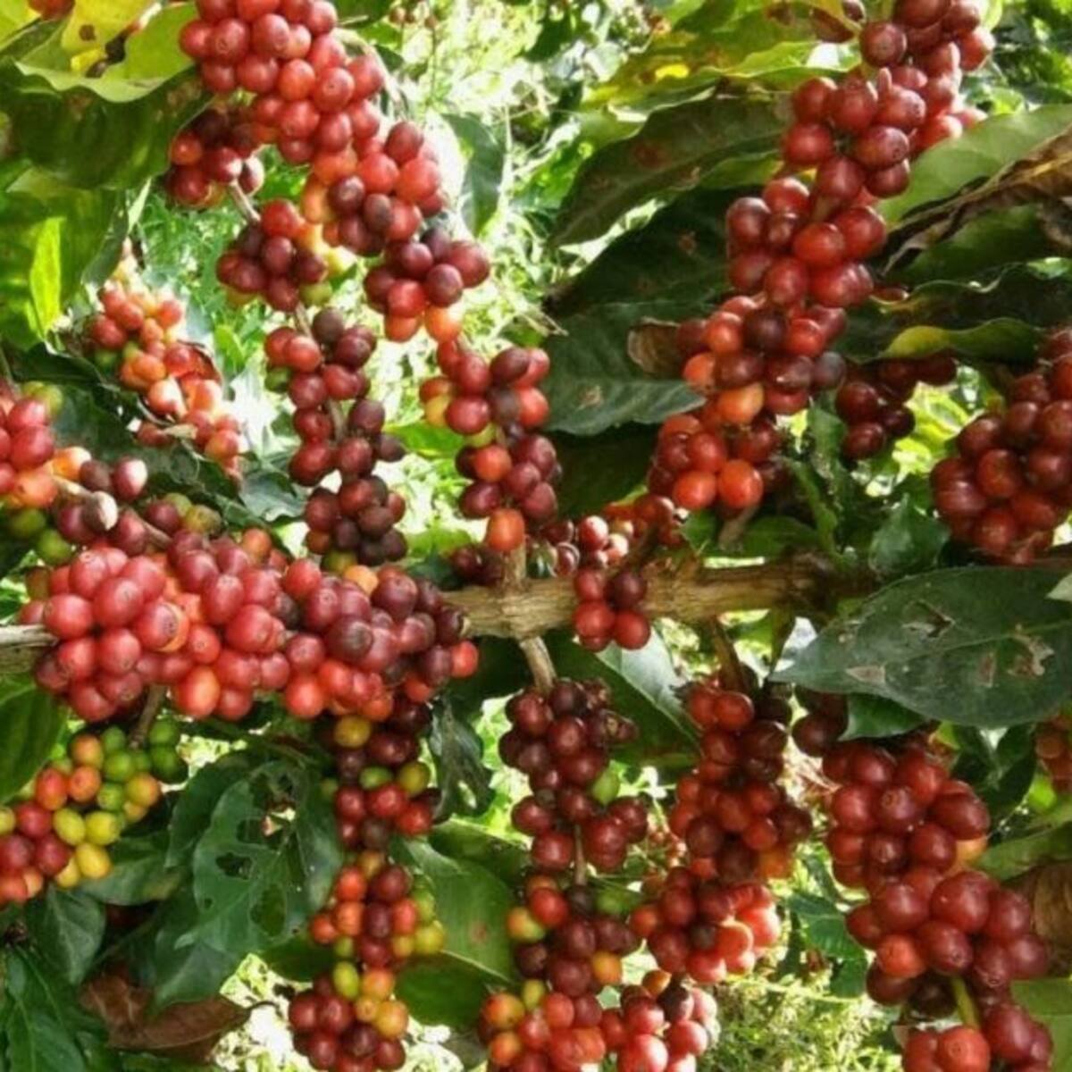 Recolectores de Caldas no pueden llegar a las fincas por los bloqueos