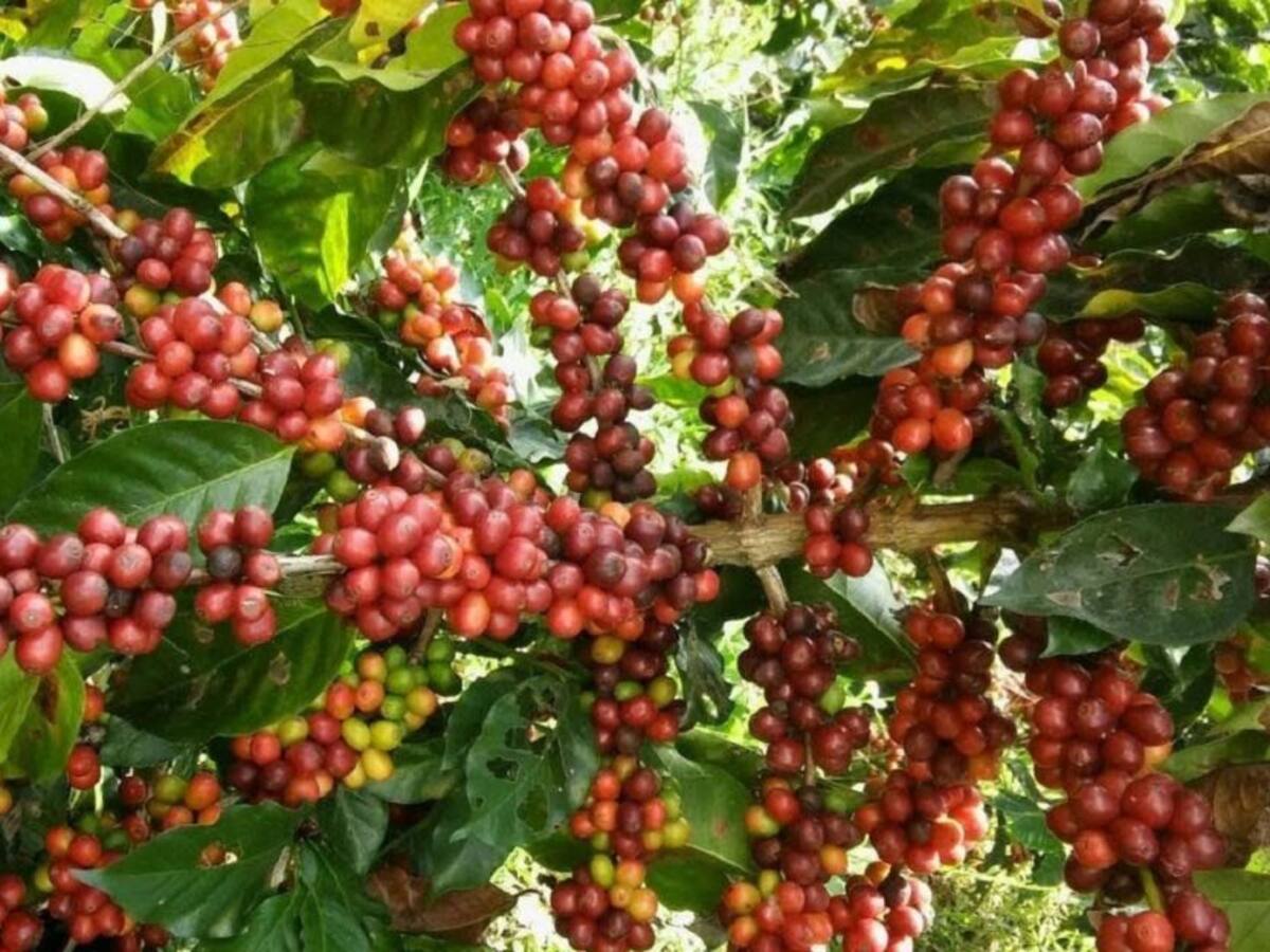 Recolectores de Caldas no pueden llegar a las fincas por los bloqueos