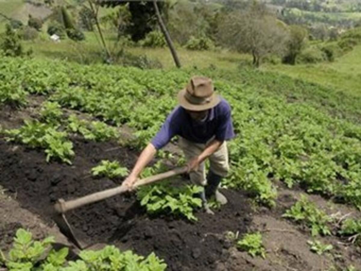 Los paperos en Boyacá, anunciaron que apoyan el paro cafetero