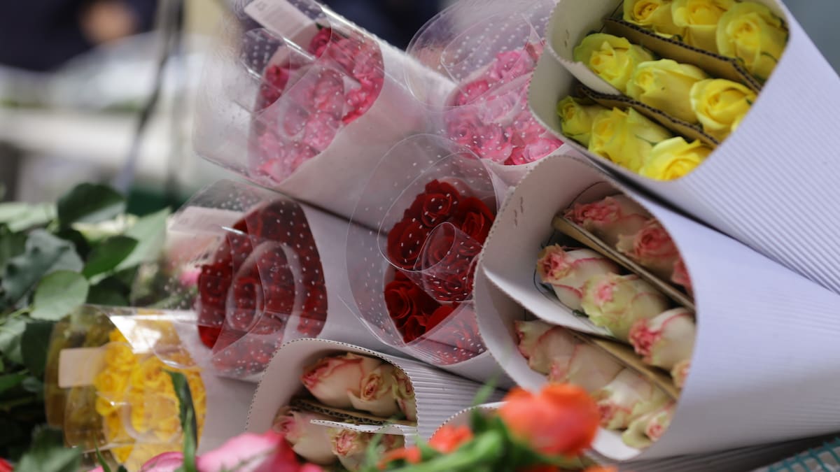 Día de la Madre: Alrededor de 7 millones de tallos de rosas se han exportado desde Boyacá