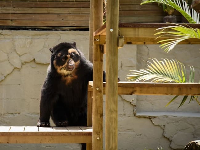 En Medellín se creó la Subsecretaría de Protección y Bienestar Animal